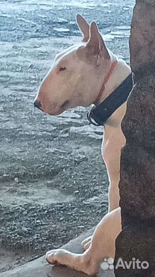 Вязка) Девочка Бультерьер хочет любви и ласки