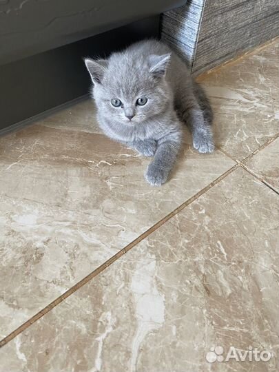 Британская