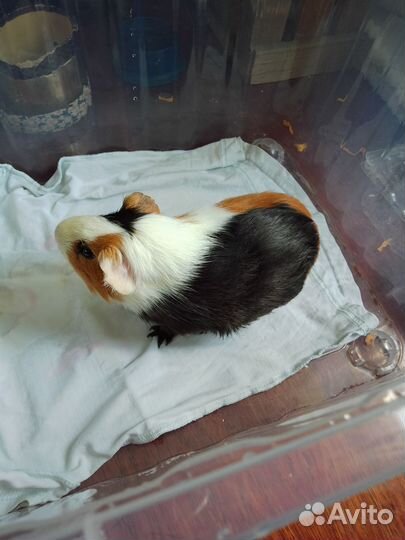 Морская свинка бесплатно