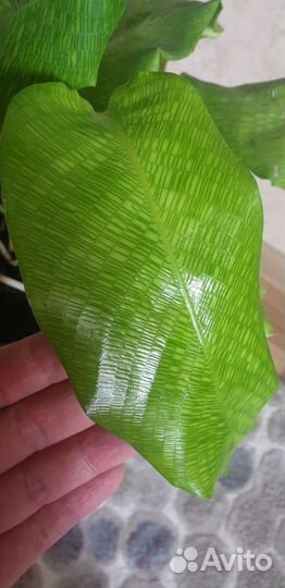 Редкий цветок, напольный в высоком горшке