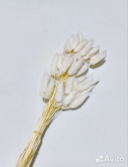 Лагурус Сухоцветы