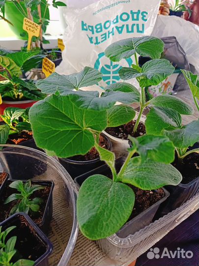 Рассада арбузов,капусты,перца,тыквы