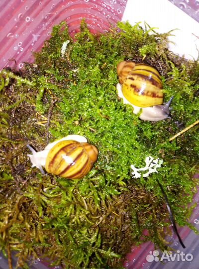 Улитки архахатины и ахатины