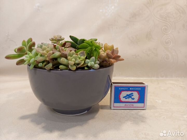 Композиция из суккулентов