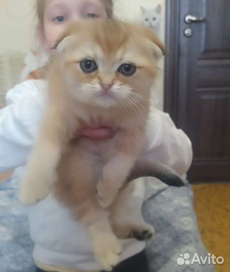 Британские котята