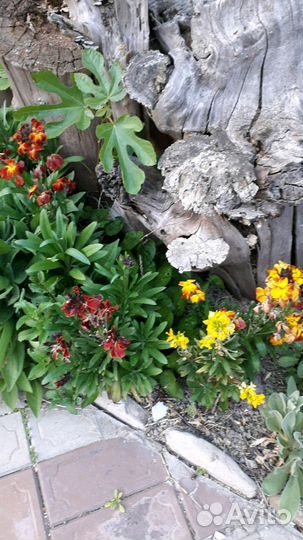 Левкой, жимолость шапочная, канны