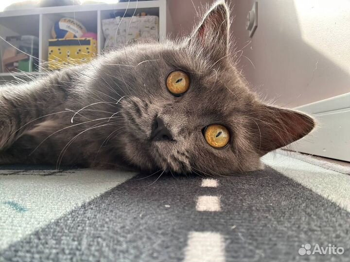 Кот в добрые руки