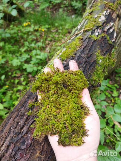 Палочки с лишайником, живой мох, цетрария, ягель