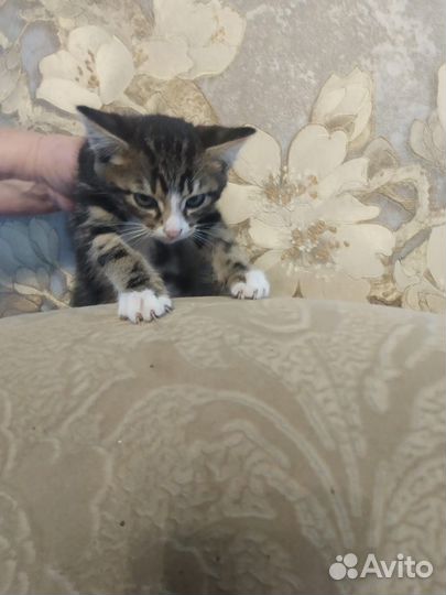 Отдам в добрые руки