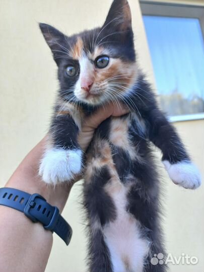 Отдам в добрые руки маленькую кошечку