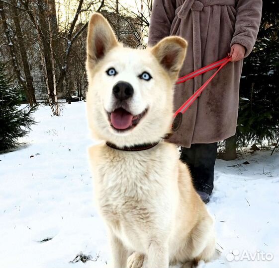 Шикарный Джульбарс