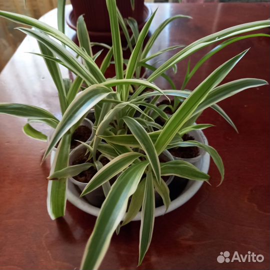 Хлорофитум