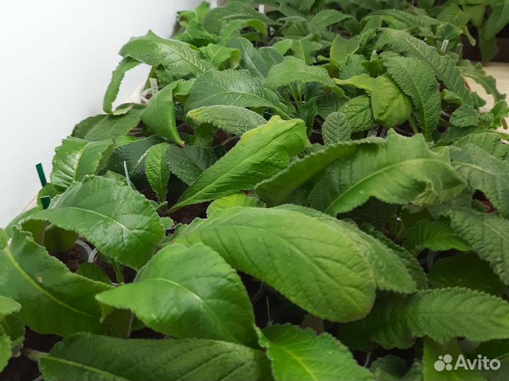 Стрептокарпусы