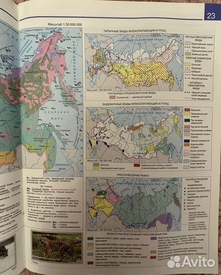 Атлас по географии 8 класс