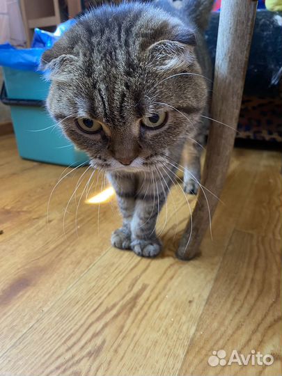 Шотландская вислоухая кошка