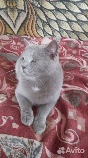 Взрослый кот