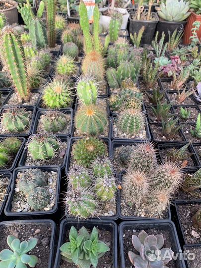 Кактусы, суккуленты, разные сорта из питомника