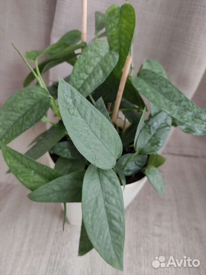 Сциндапсусы эпипремнумы. Комнатные цветы