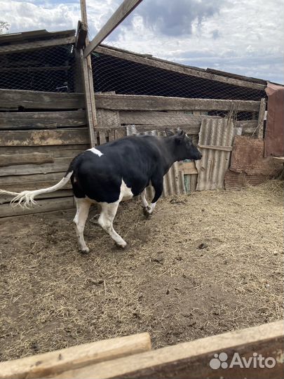 Телка на мясо