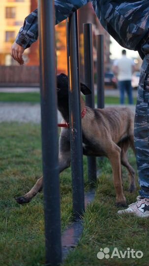 Дрессировка собак с передержкой/Кинолог