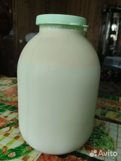 Продам джерсейскую тёлочку
