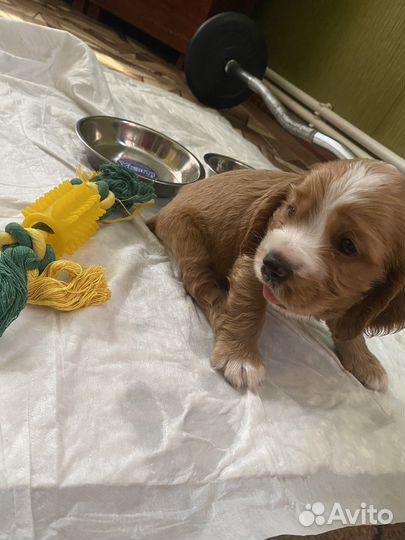 Кокер спаниель