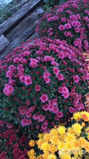 Хризантемы мультифлора