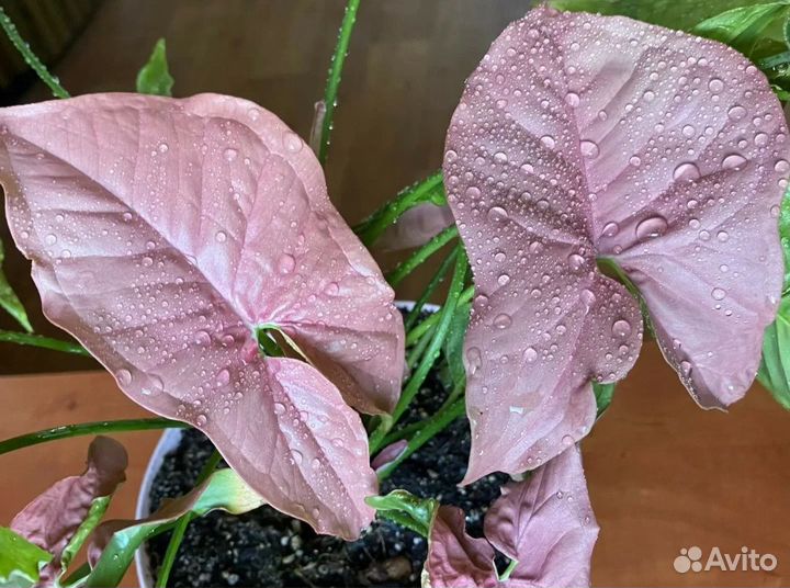 Комнатные растения цветы Сингониум