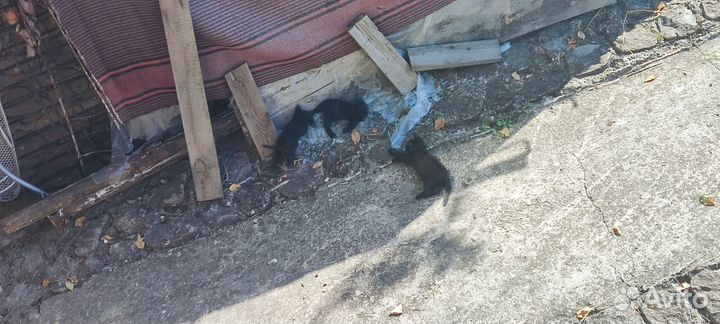 Маленькие котята