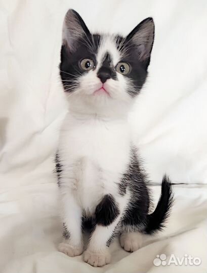 Маленький котик