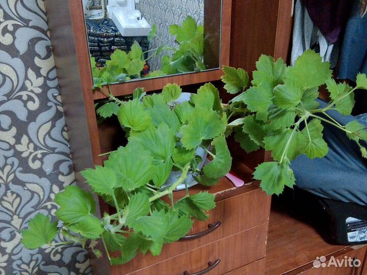 Разные домашние цветы