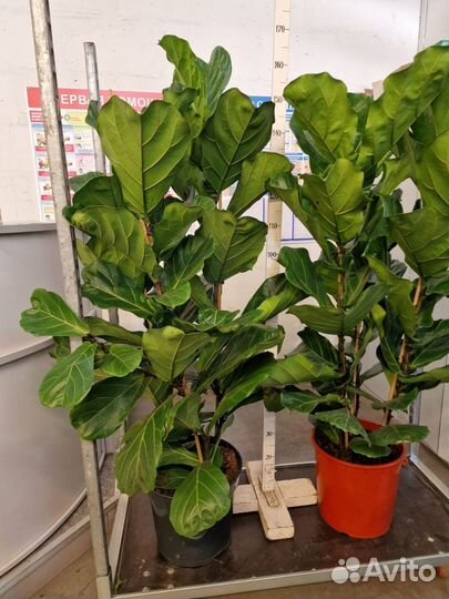 Фикус Лирата/Лировидный 3 ствола
