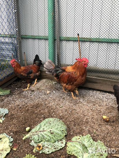 Куры петухи