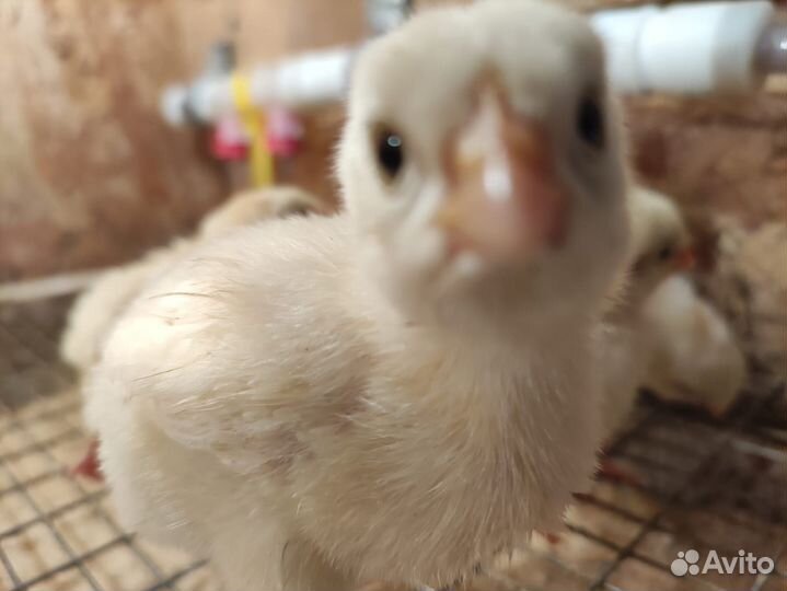 Цыплята бройлер, Гуси, Ин-ка, Мясо, Творог/Сливки