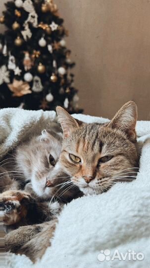 Кошка в дар