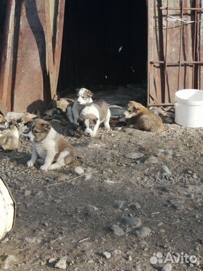Щенки сао