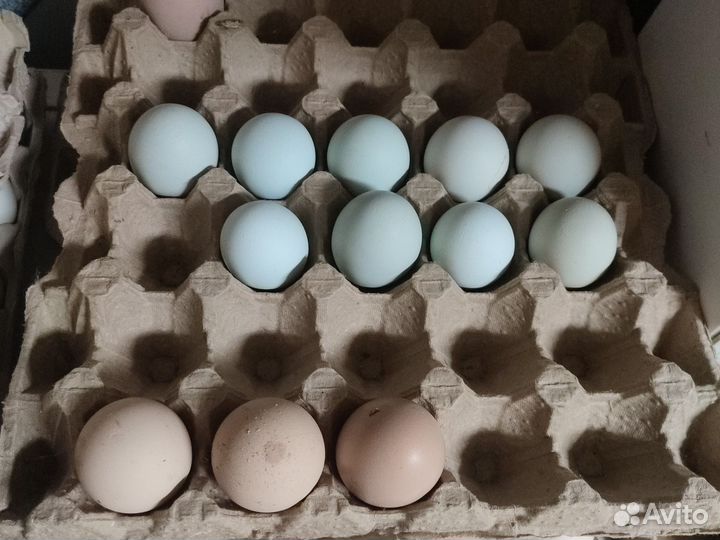 Инкубационное яйцо