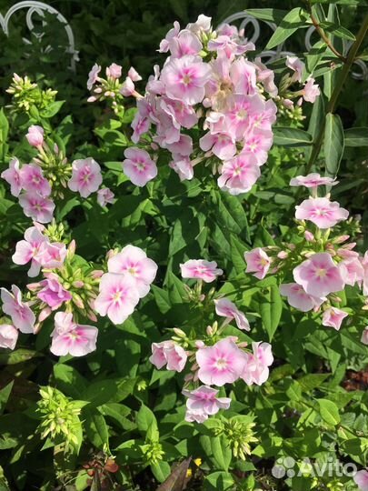 Цветы многолетники для вашего сада