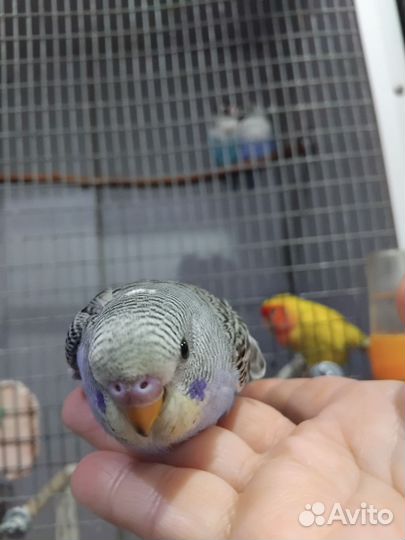 Птенцы волнистых попугаев