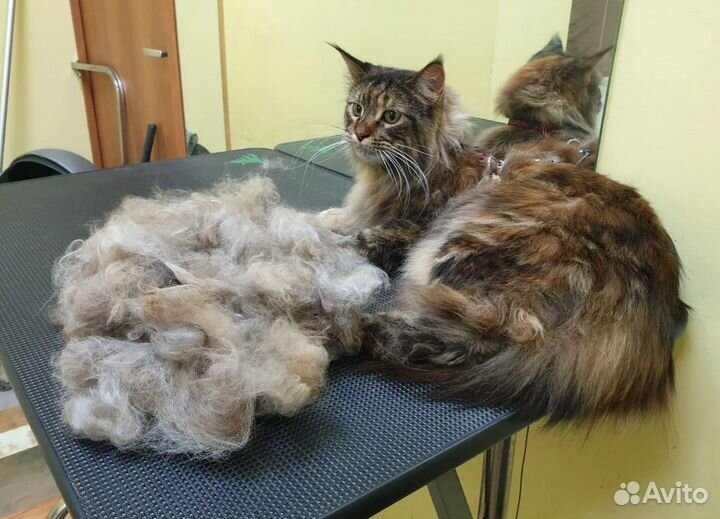 Стрижка животных