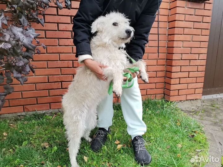 Очень ласковая собачка