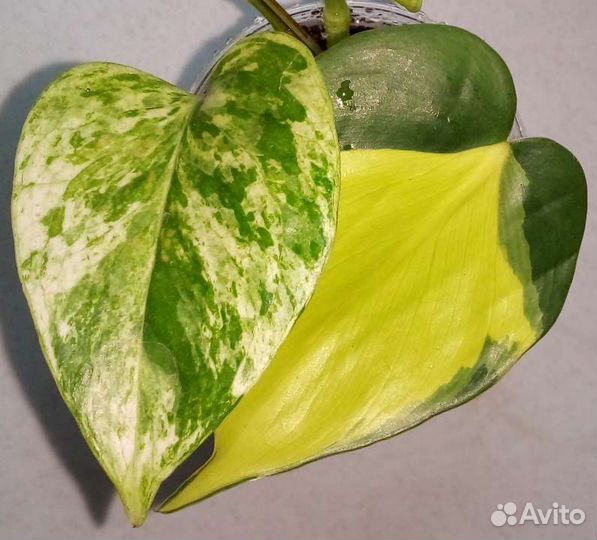 Филодендрон эпипремнум сциндапсус (часть 2)