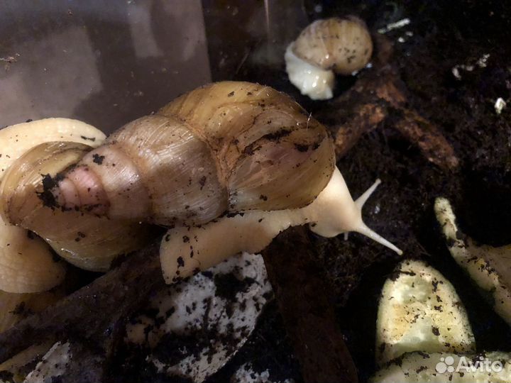 Улитки ахатины бесплатно