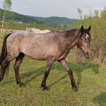 Продам лошадей. Можно в рассрочку