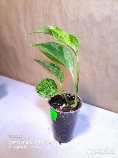 Комнатные растения - лианы часть 2 (07.08)