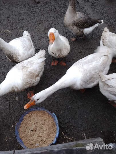 Гуси губернаторские