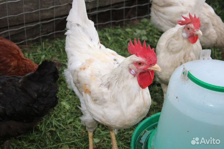 Петухи