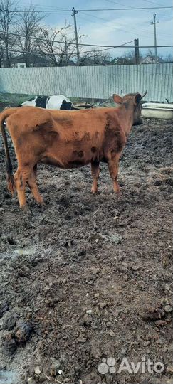 Корова стельная