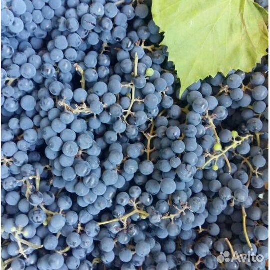 Виноград винных сортов