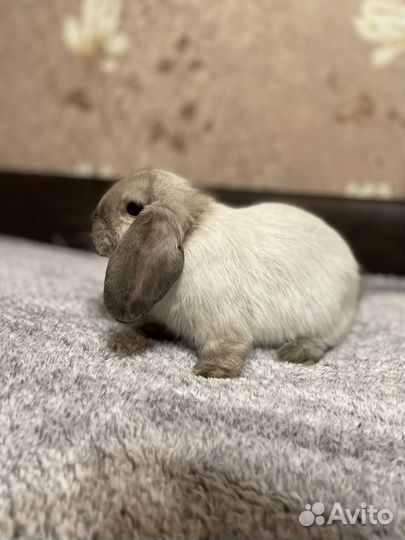 Декоративные вислоухие кролики